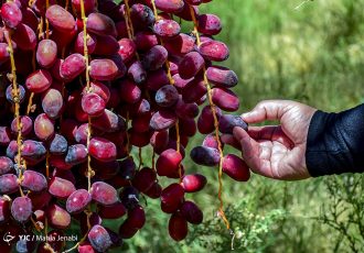ایران دومین تولیدکننده بزرگ خرما در جهان/ ظرفیت ارزآوری یک میلیارد دلاری