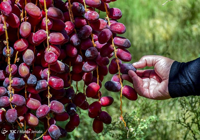 ایران دومین تولیدکننده بزرگ خرما در جهان/ ظرفیت ارزآوری یک میلیارد دلاری ایران دومین تولیدکننده بزرگ خرما در جهان/ ظرفیت ارزآوری یک میلیارد دلاری