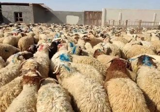 دام سبک رکورد زد؛ از جهش زایش تا تعادل بازار گوشت قرمز