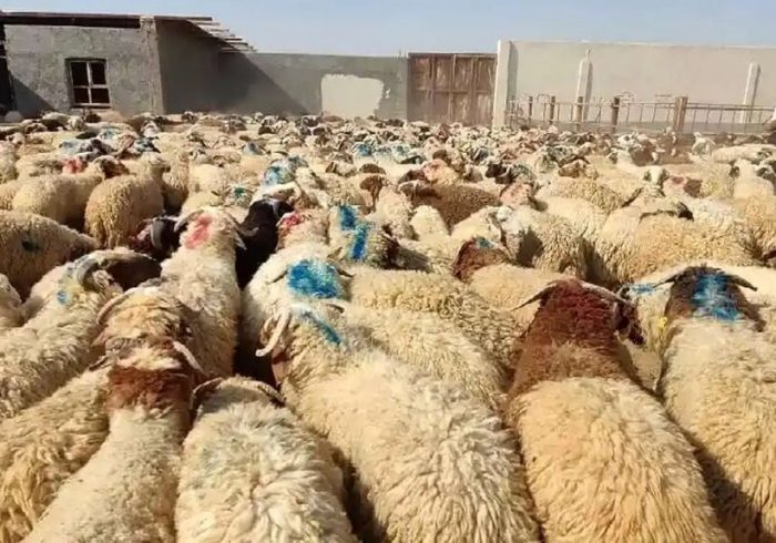 دام زنده برای عید قربان در جایگاههای تحت نظارت دامپزشکی عرضه می شود دام زنده برای عید قربان در جایگاههای تحت نظارت دامپزشکی عرضه می شود