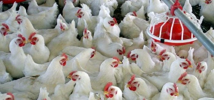 روزانه ۱۰۰۰ تن مازاد تولید مرغ داریم